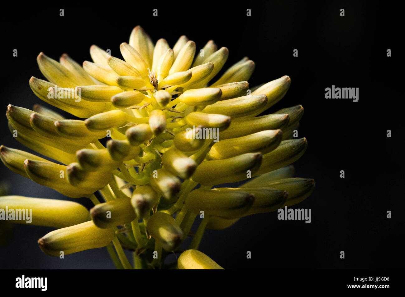 Una torre di fiori Foto Stock