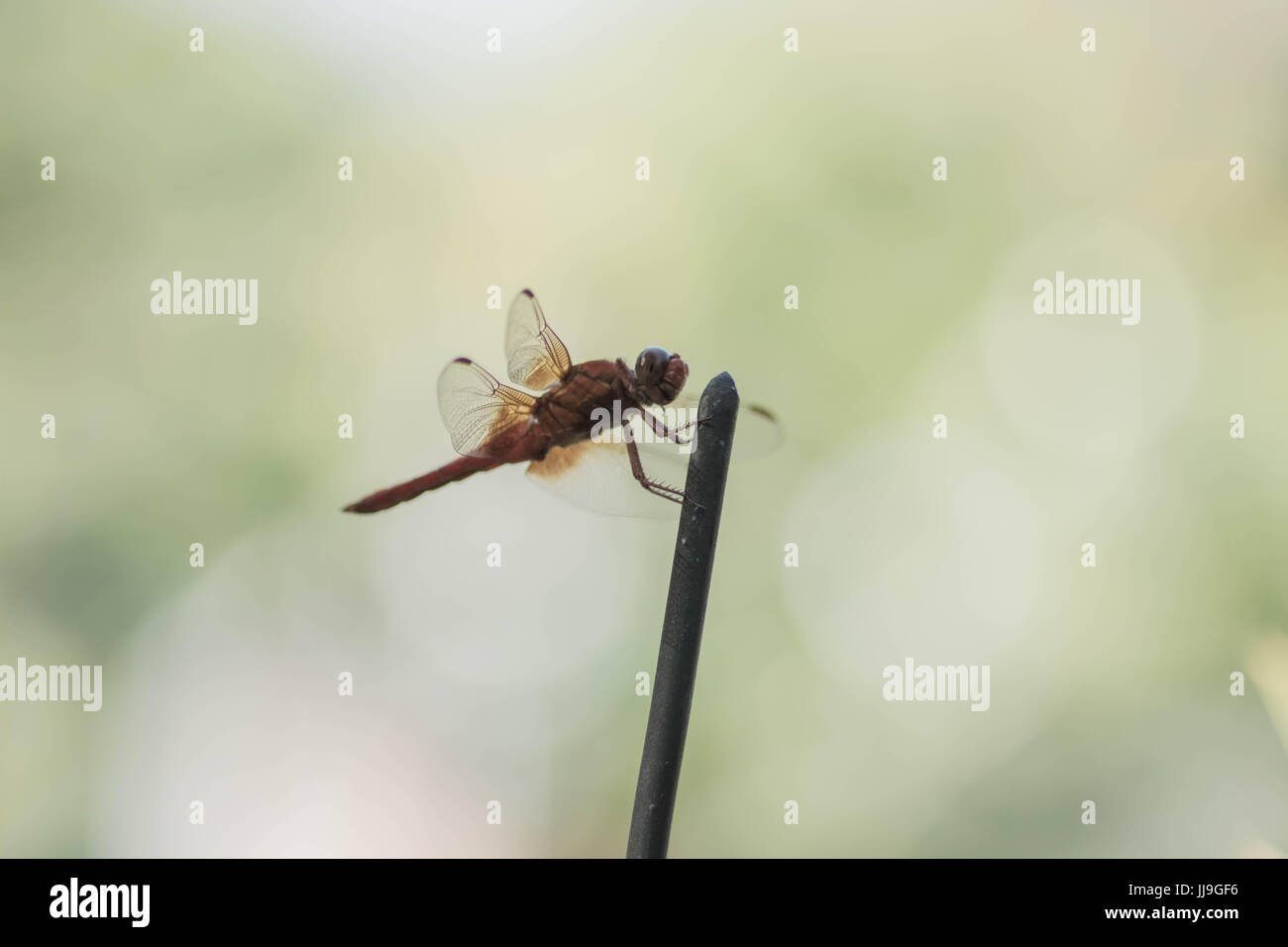 Un appoggio di Libellula rossa Foto Stock