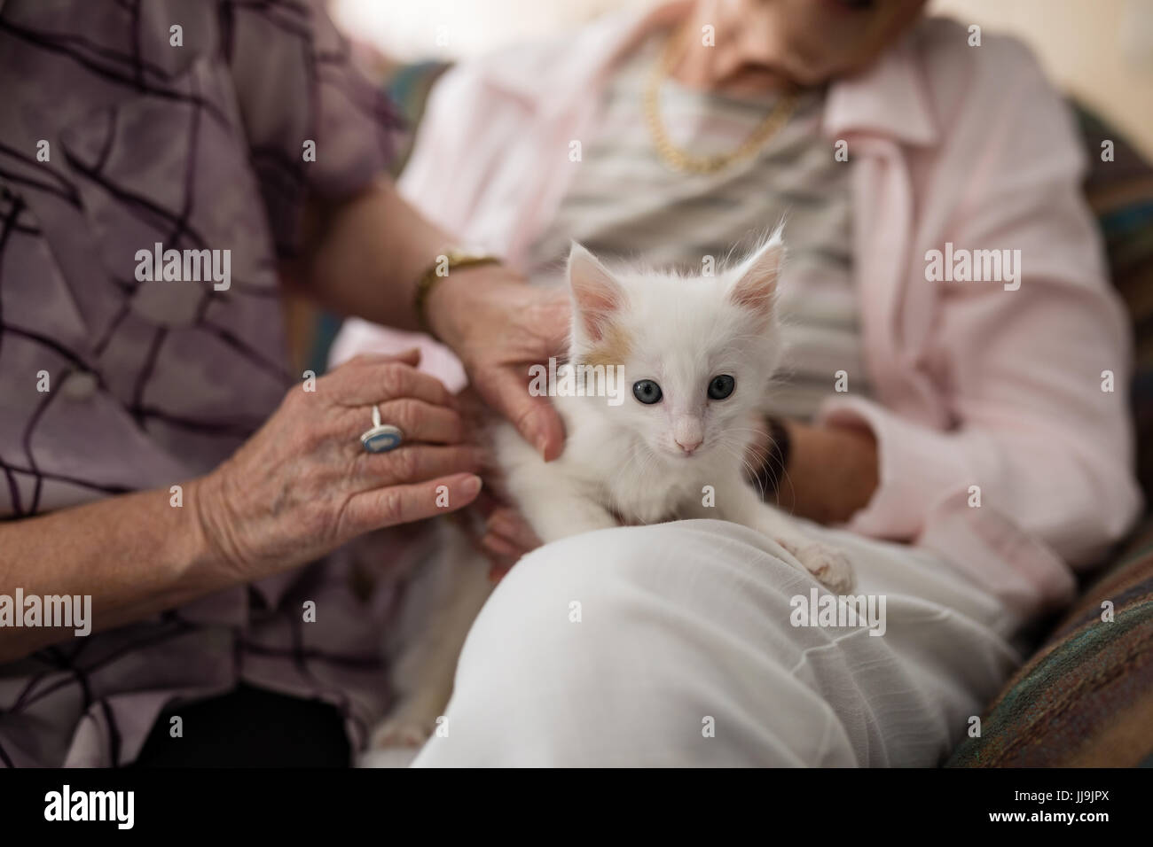Sezione mediana di senior femmine stroking gattino sulla poltrona di casa di riposo Foto Stock