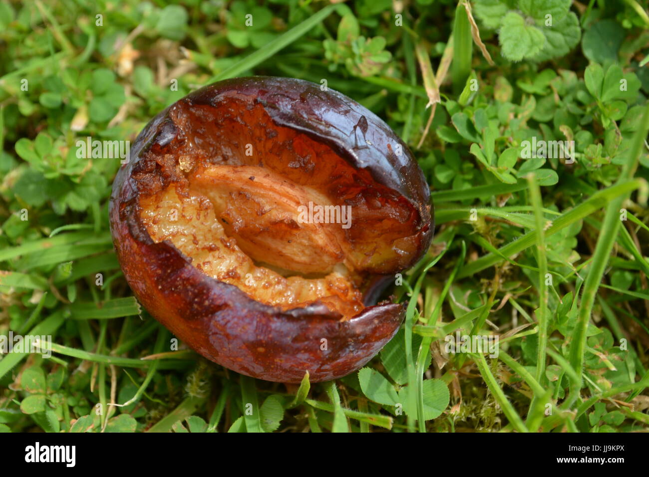 Victoria prugna sdraiati sull'erba che è stato mangiato da parassiti re frutta marcia Foto Stock