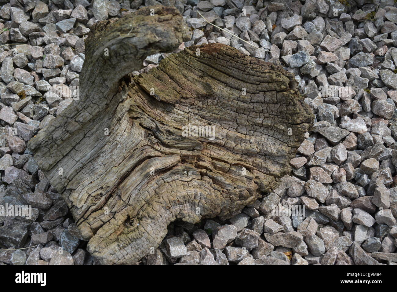 Un pezzo di driftwood sul letto di roccia argillosa utilizzata come giardino decorazione ri forme organiche legname stagionato Foto Stock