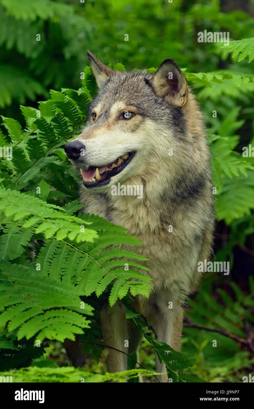 Lupo (Canis lupus} Captive sollevato adulto, Minnesota Wildlife Connessione, arenaria, Minnesota, Stati Uniti d'America Foto Stock