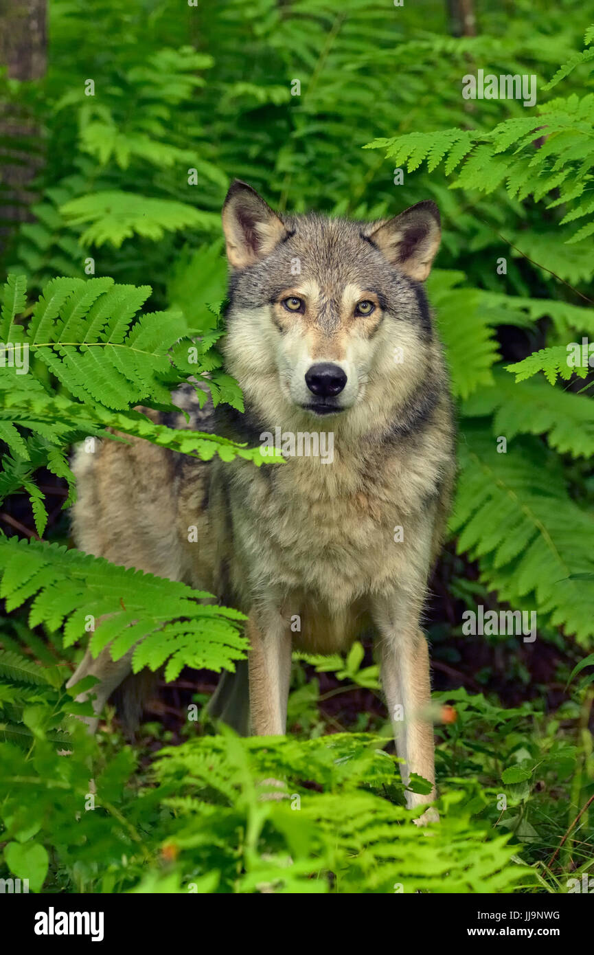Lupo (Canis lupus} Captive sollevato adulto, Minnesota Wildlife Connessione, arenaria, Minnesota, Stati Uniti d'America Foto Stock
