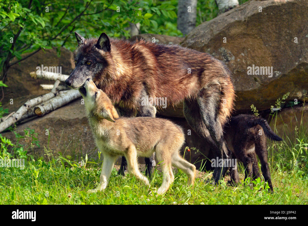 Lupo (Canis lupus} captive sollevato- Black-morph adulto e lupetti, Minnesota Wildlife Connessione, arenaria, Minnesota, Stati Uniti d'America Foto Stock