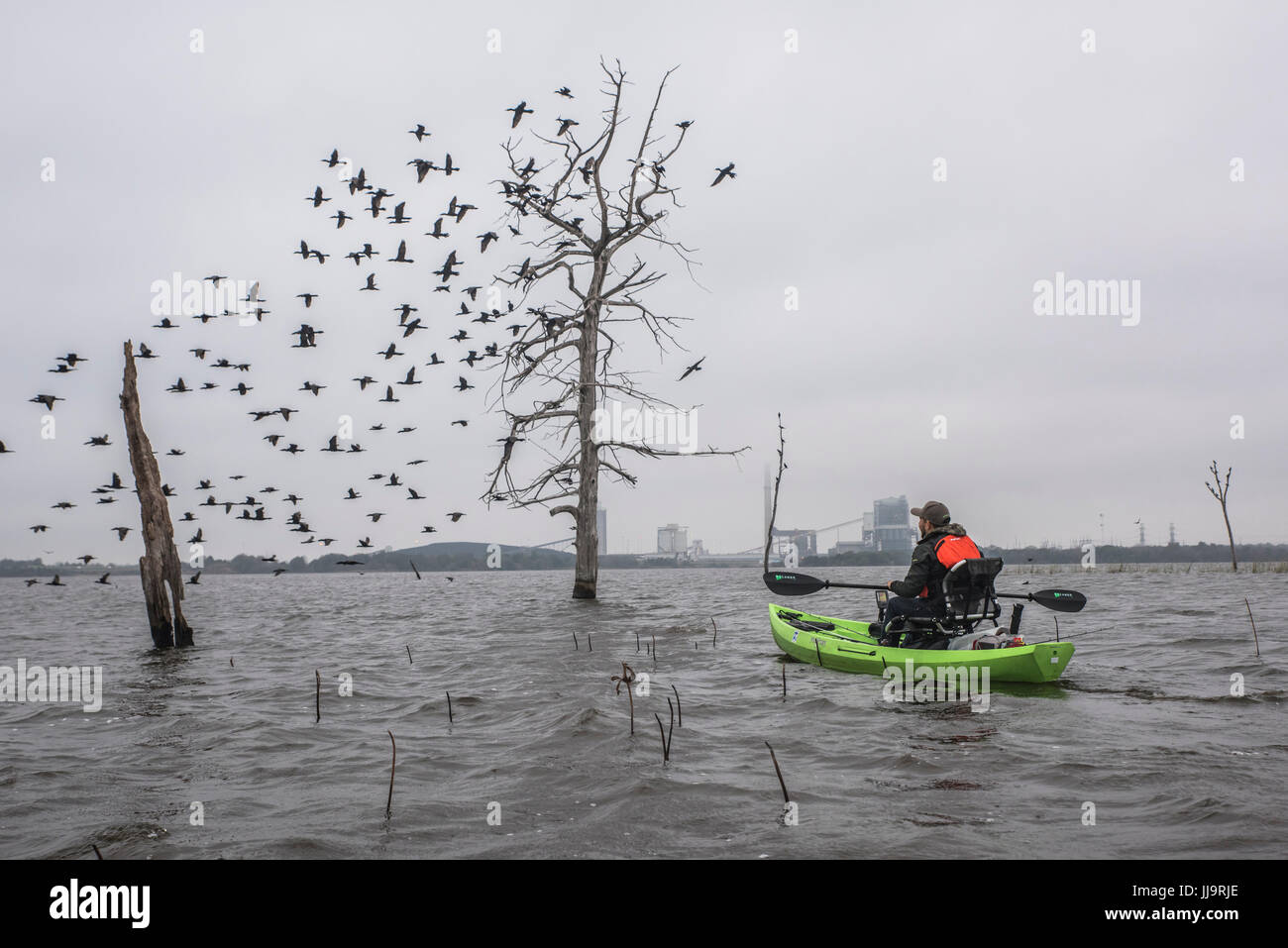 Uomo in canoa guardando gli uccelli in volo da alberi immersi in acqua Foto Stock