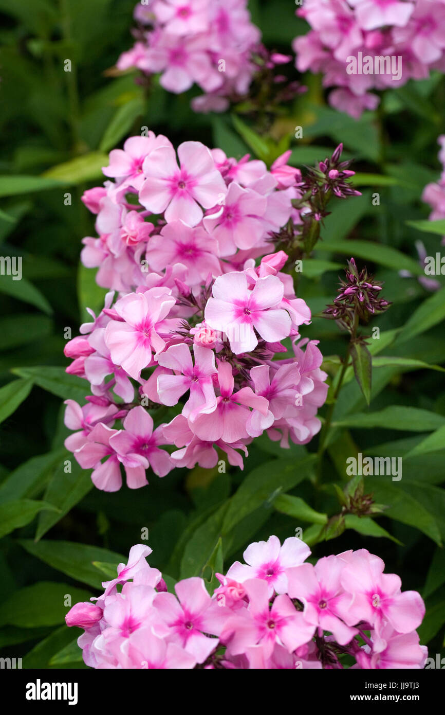 Phlox paniculata fiori. Foto Stock