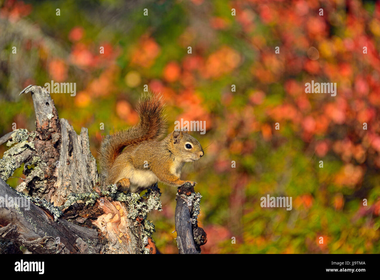 Scoiattolo rosso (Tamiasciurus hudsonicus), Arctic Haven Lodge, Nunavut, Canada Foto Stock