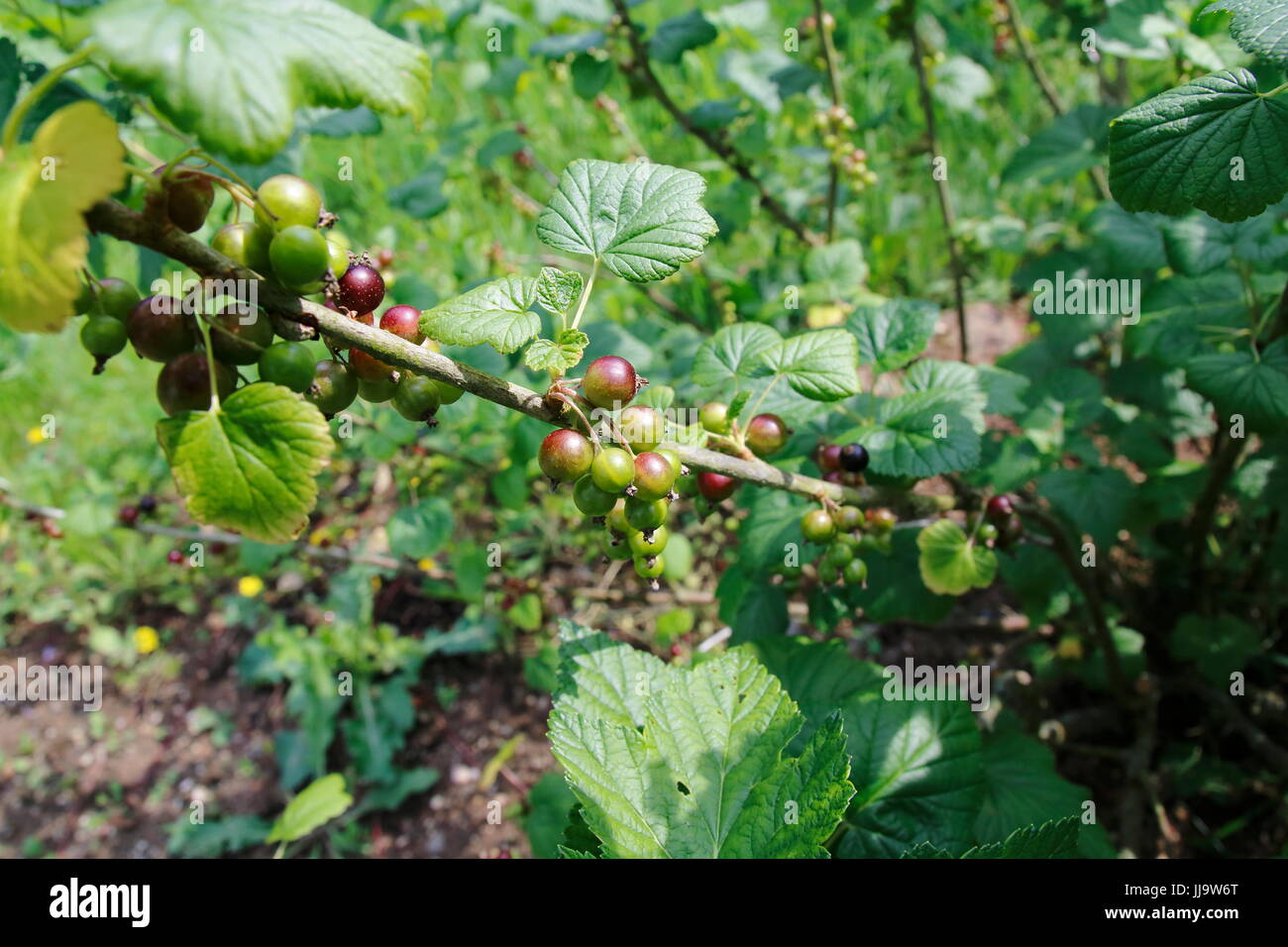 Schwarze Johannisbeere im Wachstum am Strauch, grüne Beeren mit leichter Färbung Foto Stock