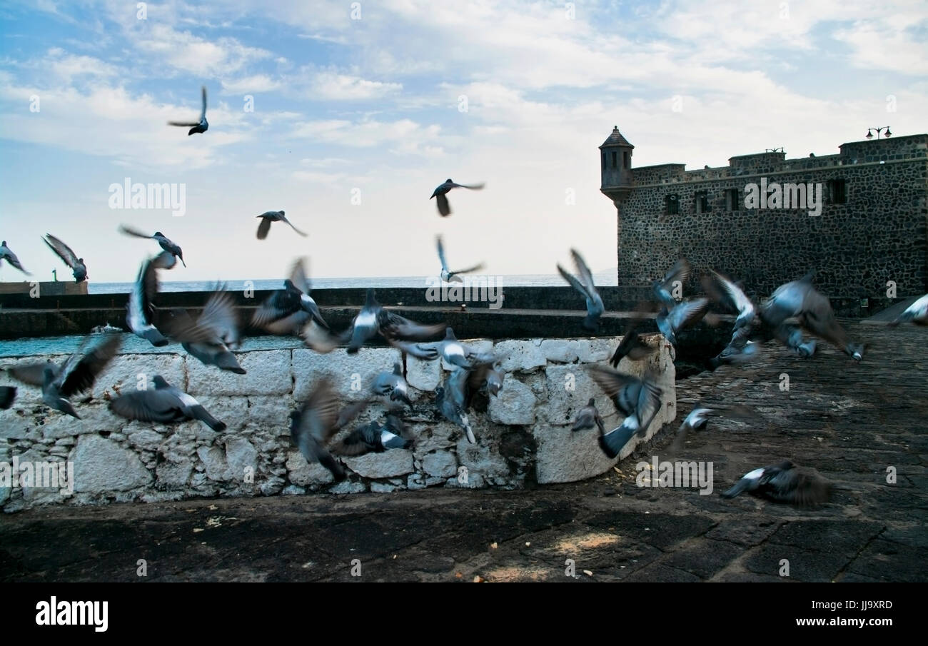 Piccioni volare lontano dalla vecchia piazza castello vicino a Puerto de la cruz Foto Stock