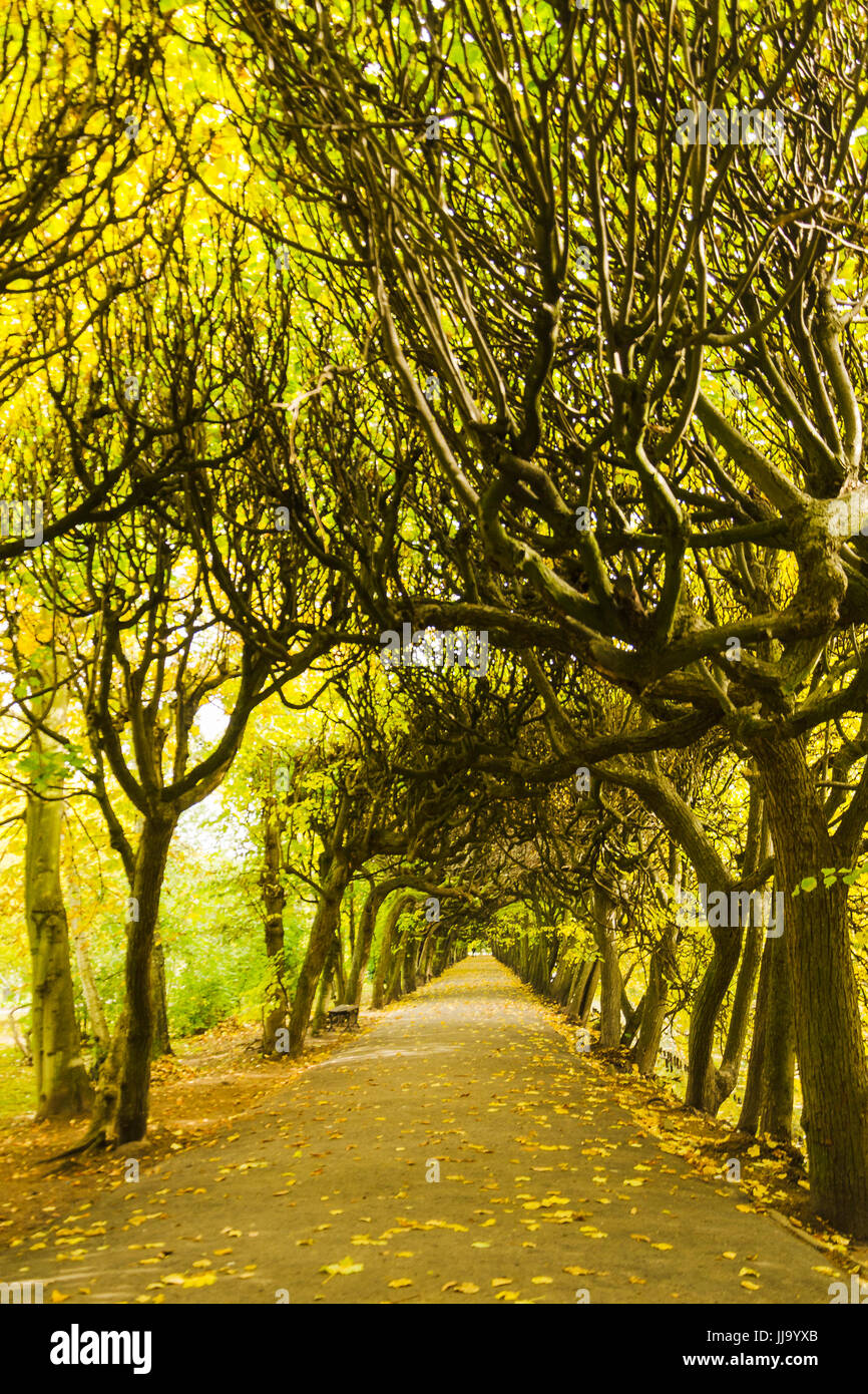 Scenic autunno alley nel parco di Oliwa in Gdansk, Polonia Foto Stock