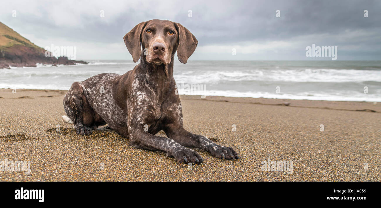 Bellissimo il tedesco Shorthaired Puntatore in posa sul Swanlake Bay Beach Foto Stock