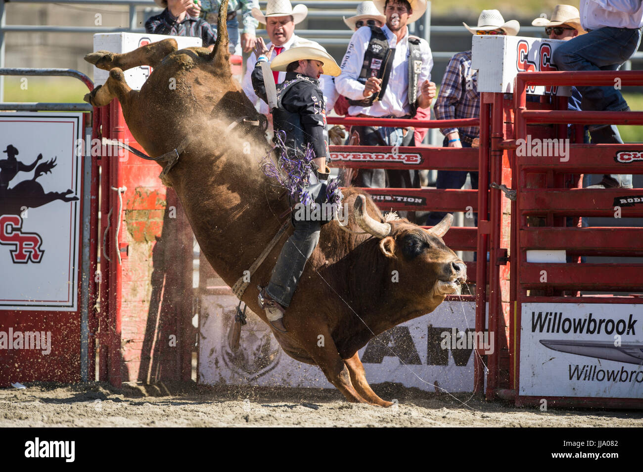 Cloverdale Rodeo bareback bull concorso di equitazione. Foto Stock