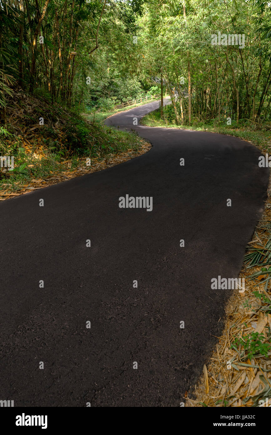 Down Hill S piegare in strada asfaltata attraversando un verde foresta di bamboo. Foto Stock