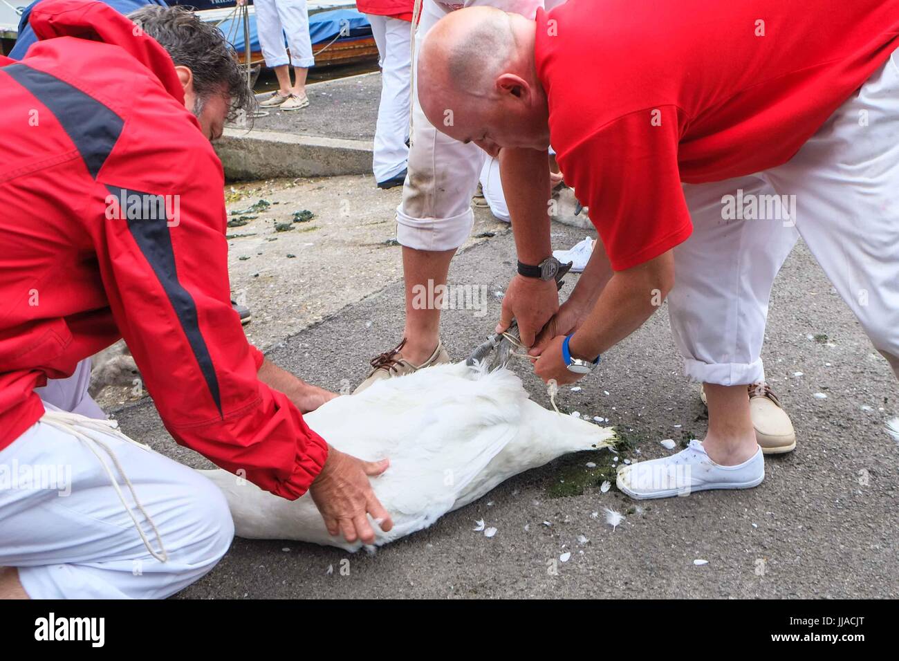 Henley on Thames, Regno Unito 19 luglio 2017. La Queens Swan con tomaie di arrivare a Henley on Thames il terzo giorno del censimento del cigno. Swan batte in volata è un annuale 5 giorno censimento swan che risale a 800 anni.Il Cigno tomaie pesare e misurare la cygnets e verificare la presenza di eventuali segni di lesioni, comunemente causato da ami da pesca e di linea. :Credit claire doherty Alamy/Live News. Foto Stock