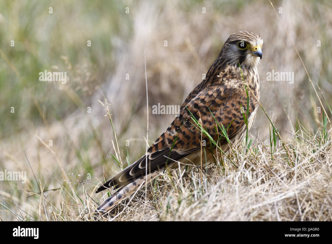 Giovani comuni di gheppio sul terreno la caccia in erba Foto Stock