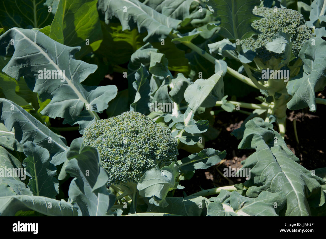 Varietà di broccoli magia verde Foto Stock