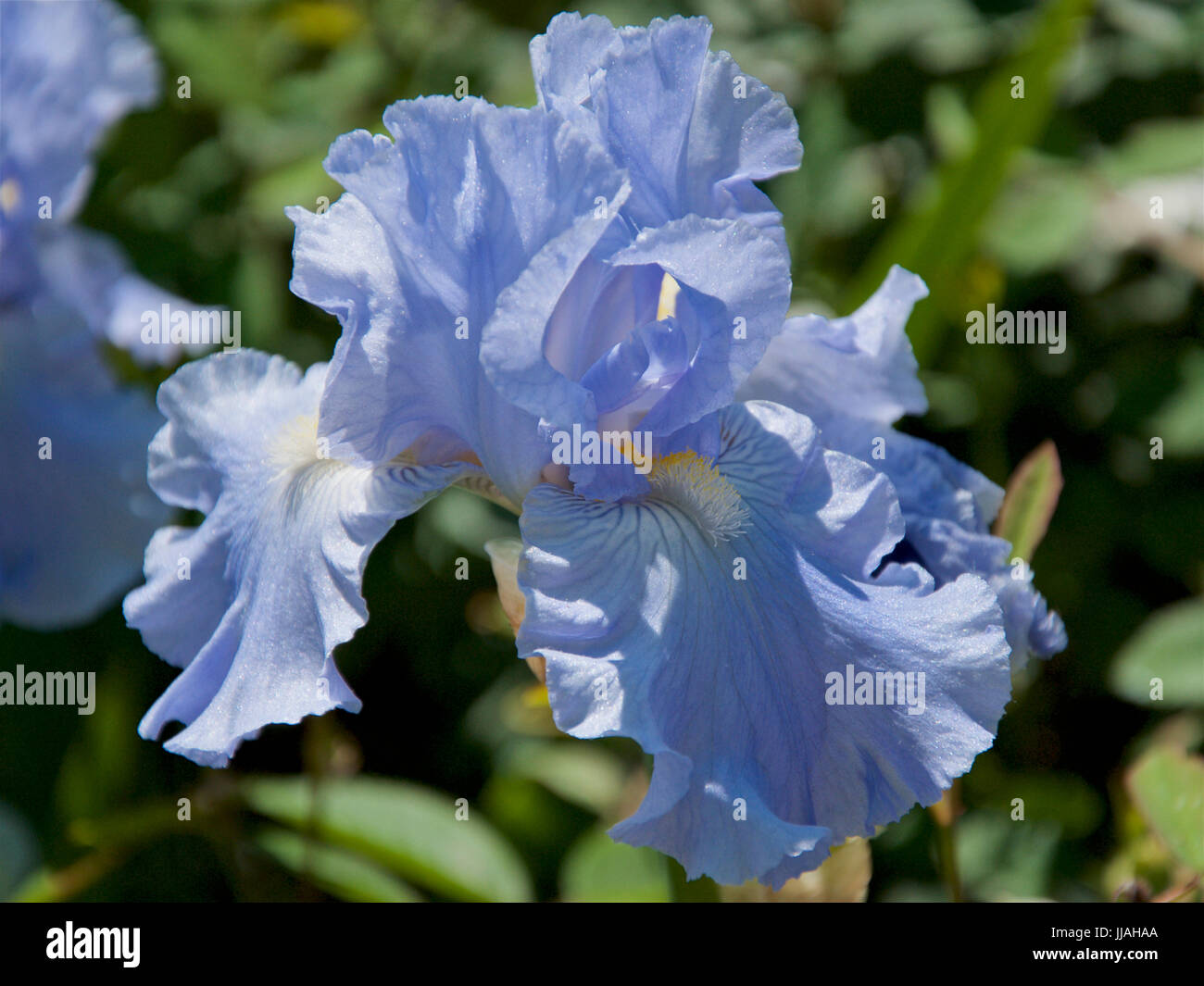 Iris Jane Phillips Foto Stock