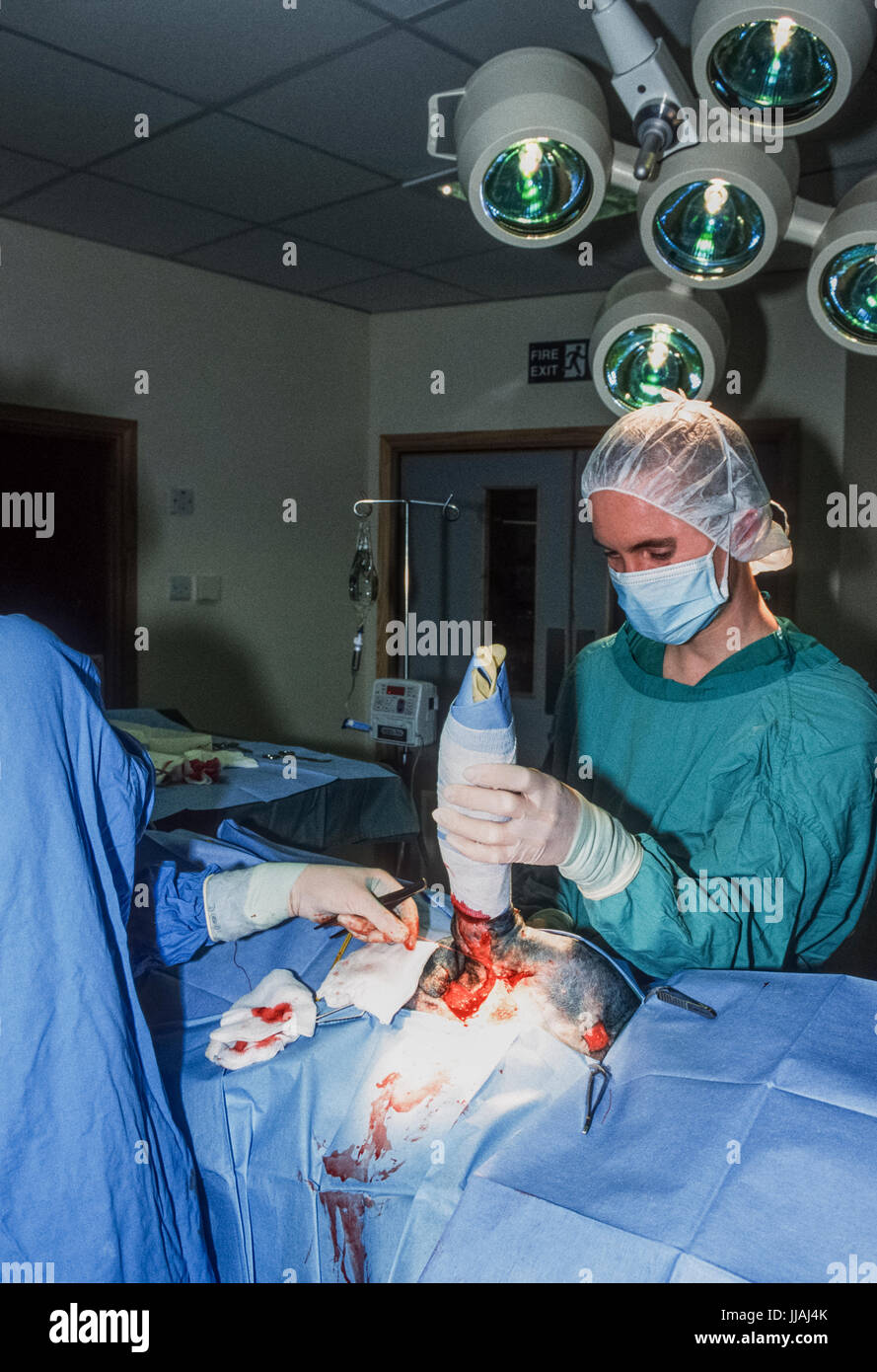 Veterinario, operando su un cane ferito, Blue Cross Animal Hospital, Victoria, London, Regno Unito Foto Stock