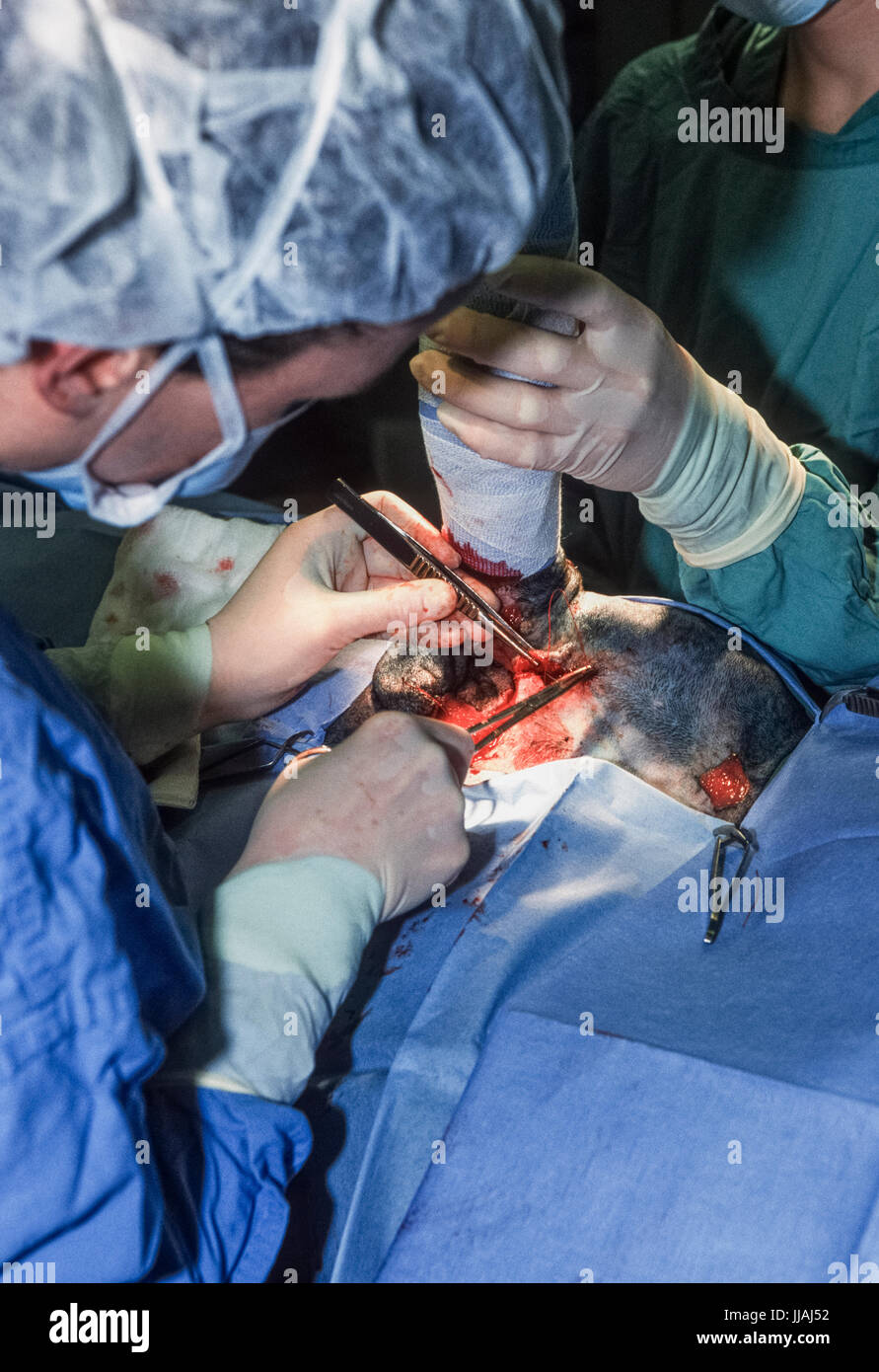 Veterinario, operando su un cane ferito, Blue Cross Animal Hospital, Victoria, London, Regno Unito Foto Stock