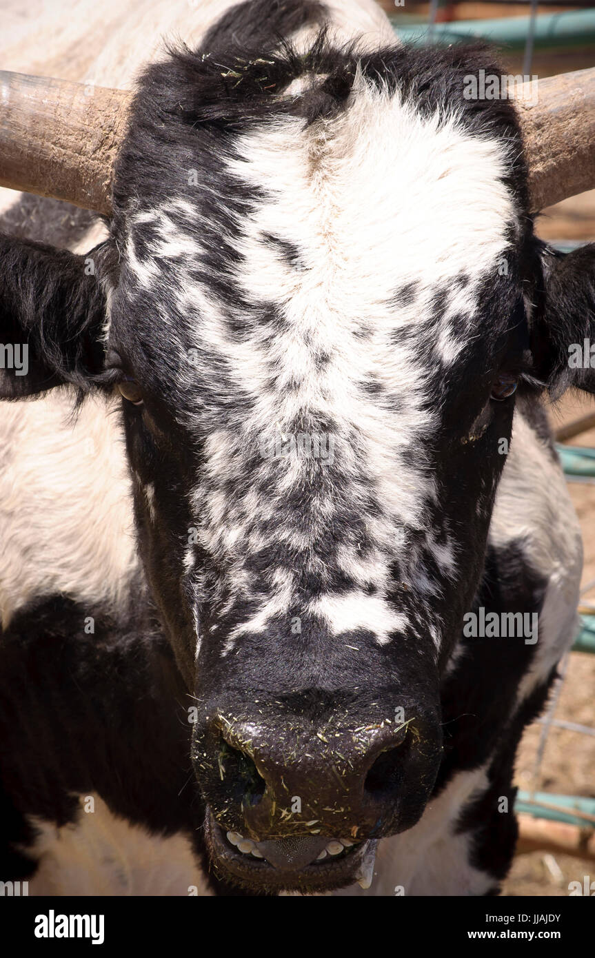 Bovini di bull con grandi corna in una penna con i giovani vitelli Foto Stock