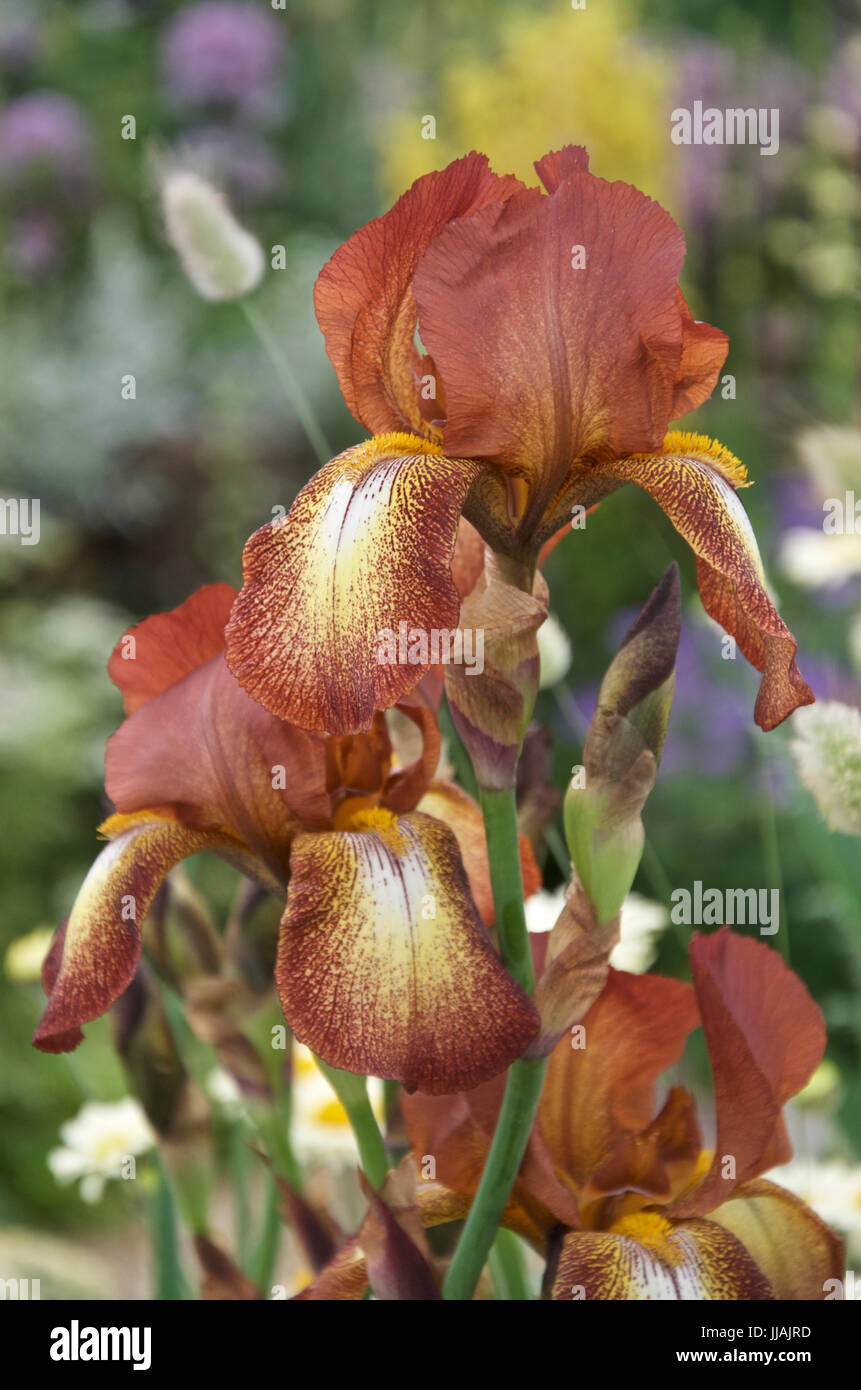 Orgoglio di Kent Iris Foto Stock