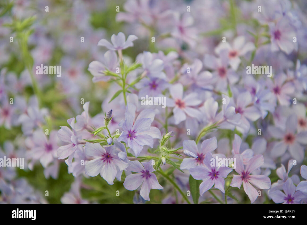 Phlox divaricata subsp. laphamii 'Chattahoochee' Foto Stock