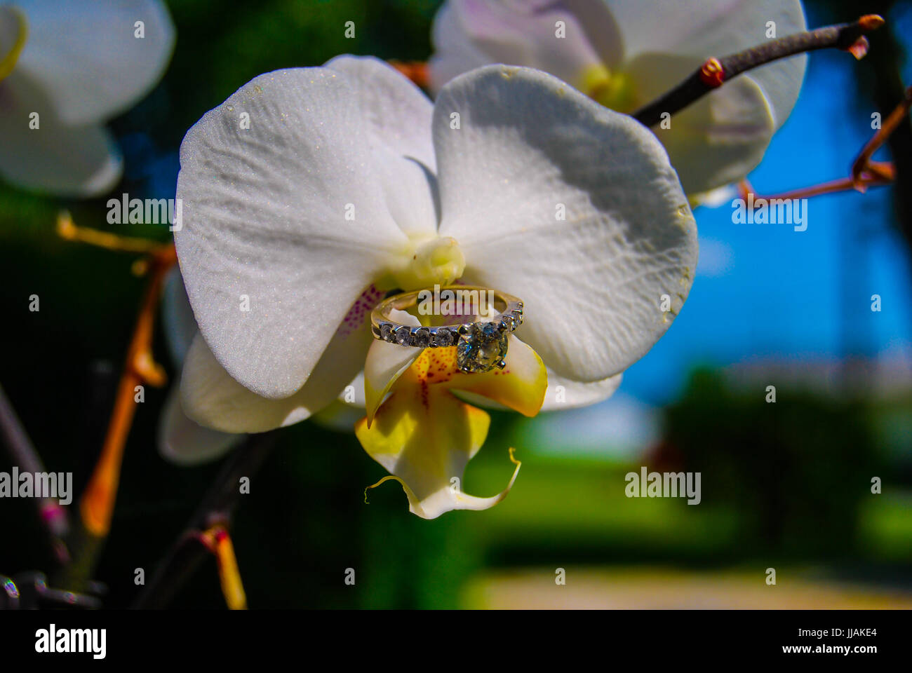 anello dell'orchidea Foto Stock