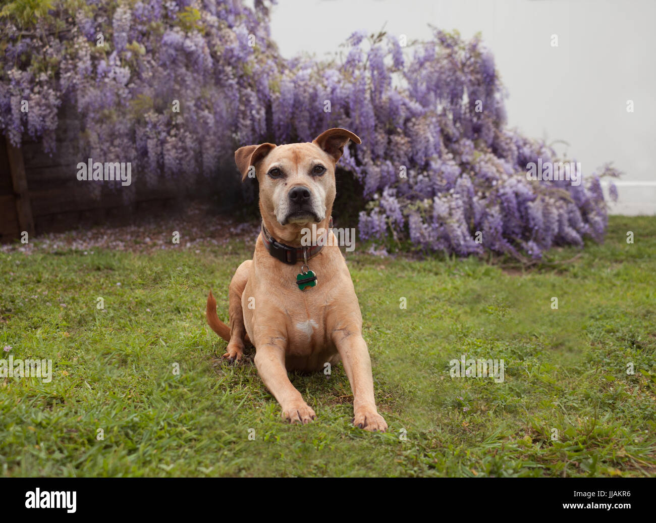 Senior di razza mista tan pit-bull cane giace sull'erba impaziente di fronte completamente fiorì viola vitigni di glicine. Foto Stock