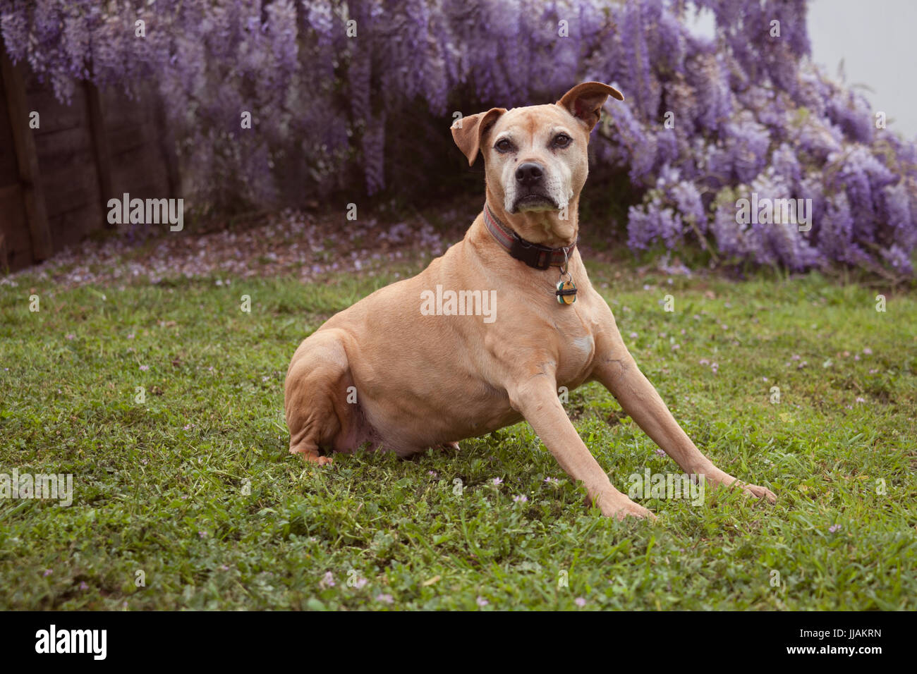 Senior di razza mista tan pit-bull cane giace sull'erba guardando alla sua destra con le sue zampe anteriori puntellato. Ella è di fronte completamente fiorì viola wi Foto Stock