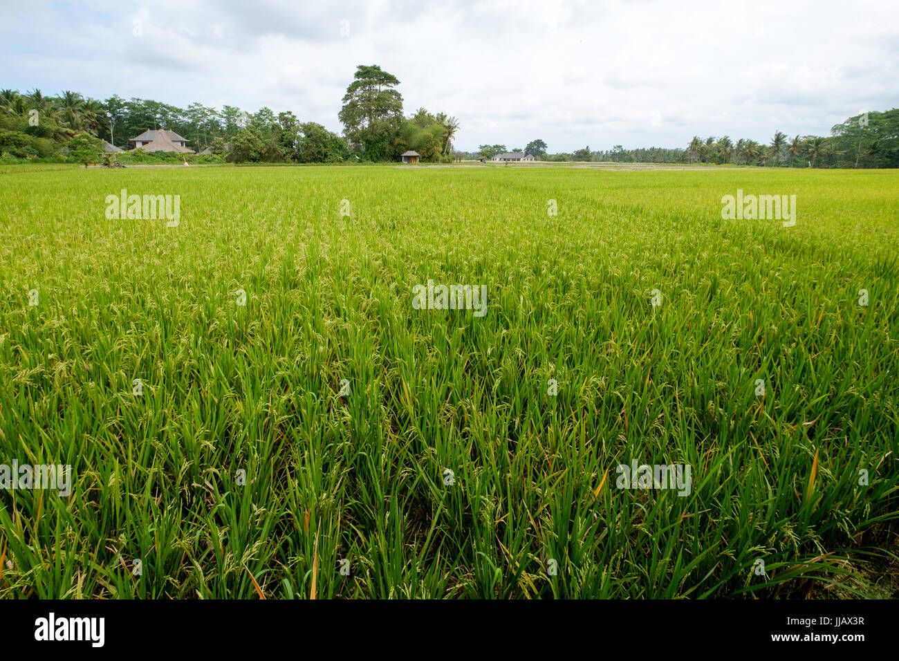 Campo di riso in Ubud di Bali - Indonesia Foto Stock