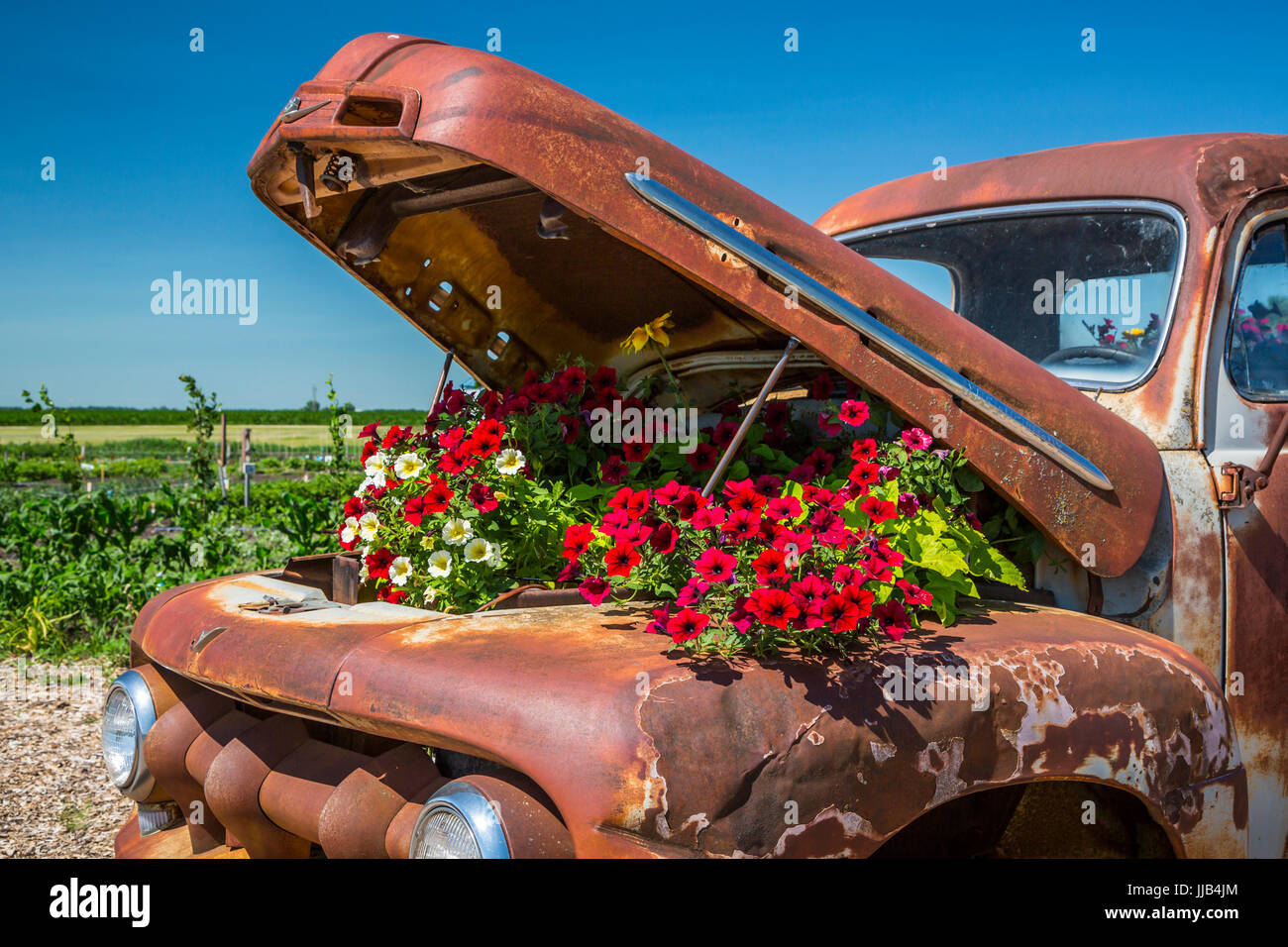 Il Parkside Pioneer Patch presentano storico a Winkler, Manitoba, Canada. Foto Stock