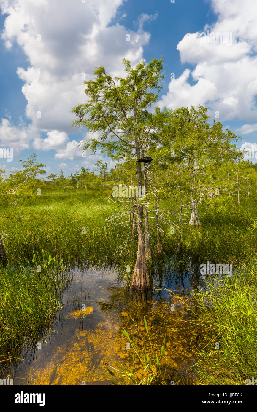 Dwarf cipressi nelle praterie umide di Everglades National Park in Florida del Sud Foto Stock