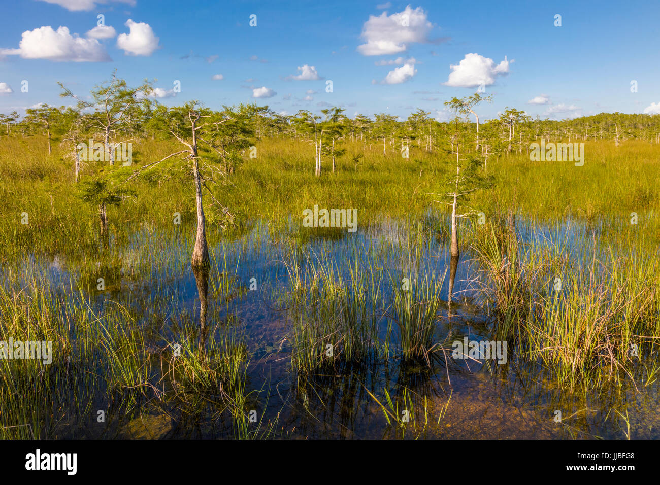 Dwarf cipressi nelle praterie umide di Everglades National Park in Florida del Sud Foto Stock