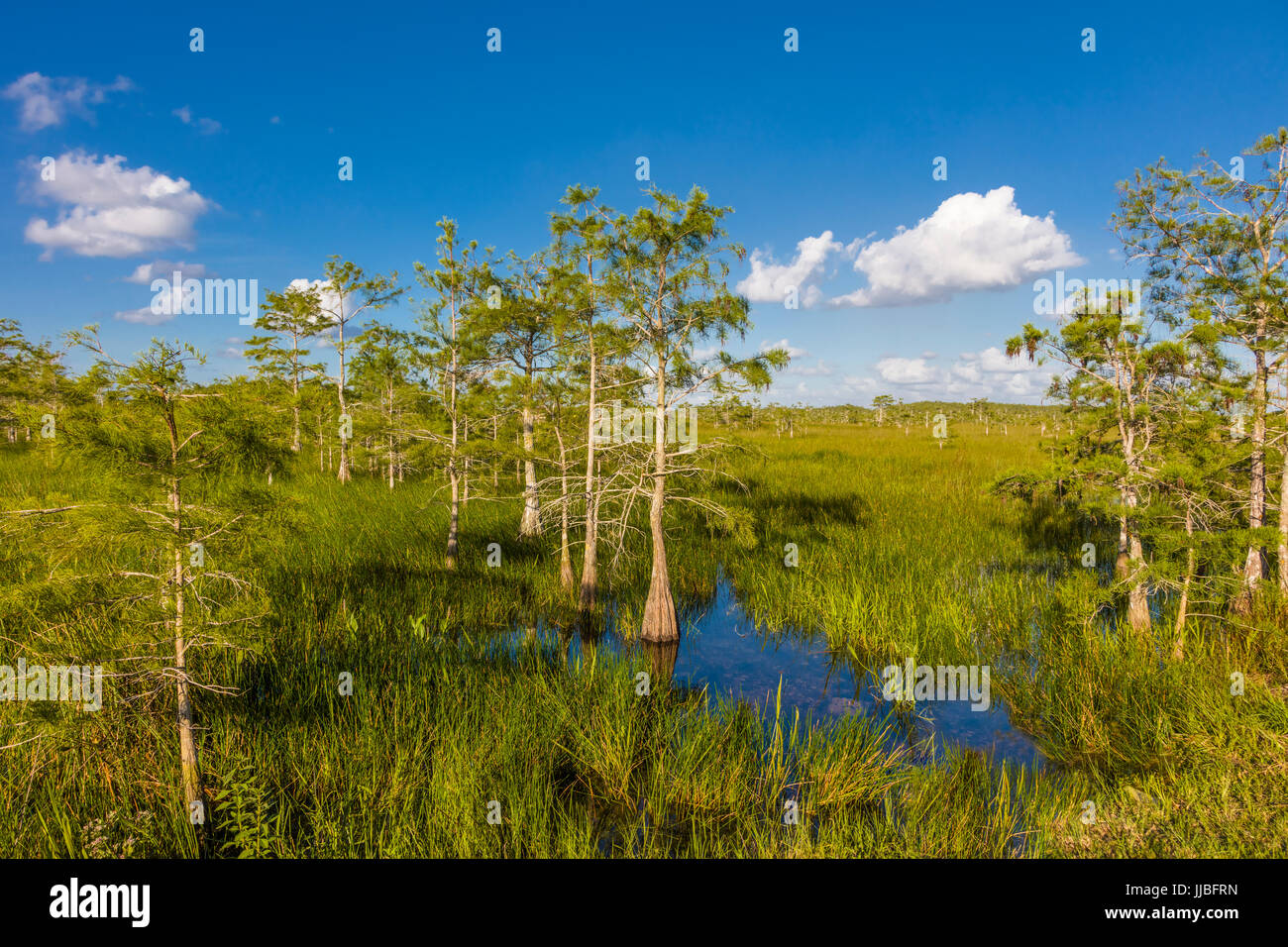 Dwarf cipressi nelle praterie umide di Everglades National Park in Florida del Sud Foto Stock