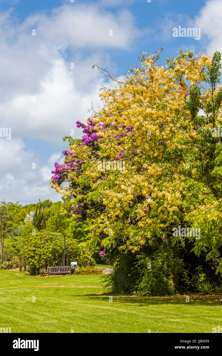 Fairchild Tropical Botanic Garden un 83 acri tropicale giardino botanico in Coral Gables Florida Foto Stock