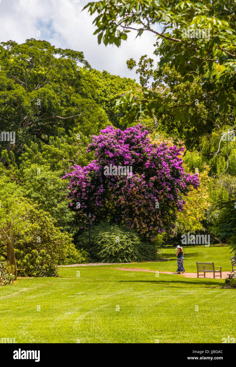 Fairchild Tropical Botanic Garden un 83 acri tropicale giardino botanico in Coral Gables Florida Foto Stock