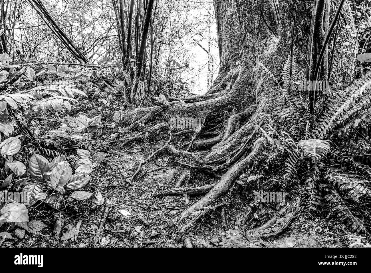 Foresta di pioggia la natura nei boschi di Seattle Foto Stock