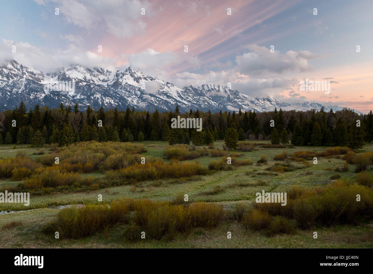 Salici arbustivi fodera Blacktail stagni lungo il Fiume Snake al di sotto del Teton Mountains a sunrise. Il Parco Nazionale del Grand Teton, Wyoming Foto Stock