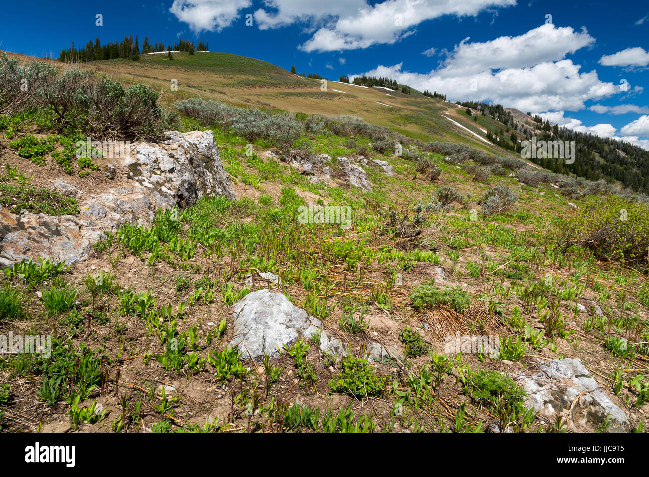 I prati alpini e terreno miscelato con sagebrush vicino alla parte superiore della Phillips passano nel Teton Mountains. Bridger-Teton National Forest, Wyoming Foto Stock
