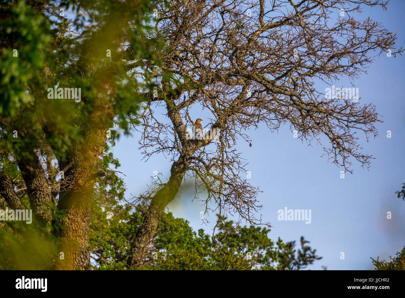 Red-hawk con spallamento, Buteo lineatus, rosso-spallamento hawk appollaiato sul ramo di albero, Novato, Marin County, California, Stati Uniti, America del Nord Foto Stock