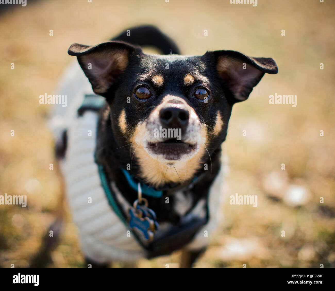Un adorabile cane Chihuahua che indossa un maglione pet ritratto al di fuori Foto Stock