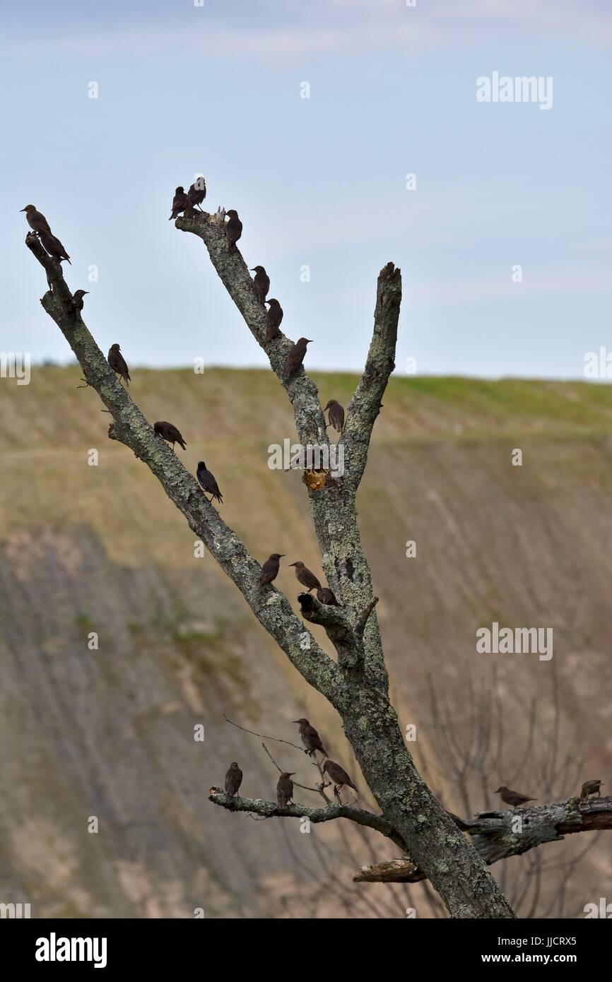 Merli comune (Turdus merula) appollaiato su un albero morto il ramo Foto Stock