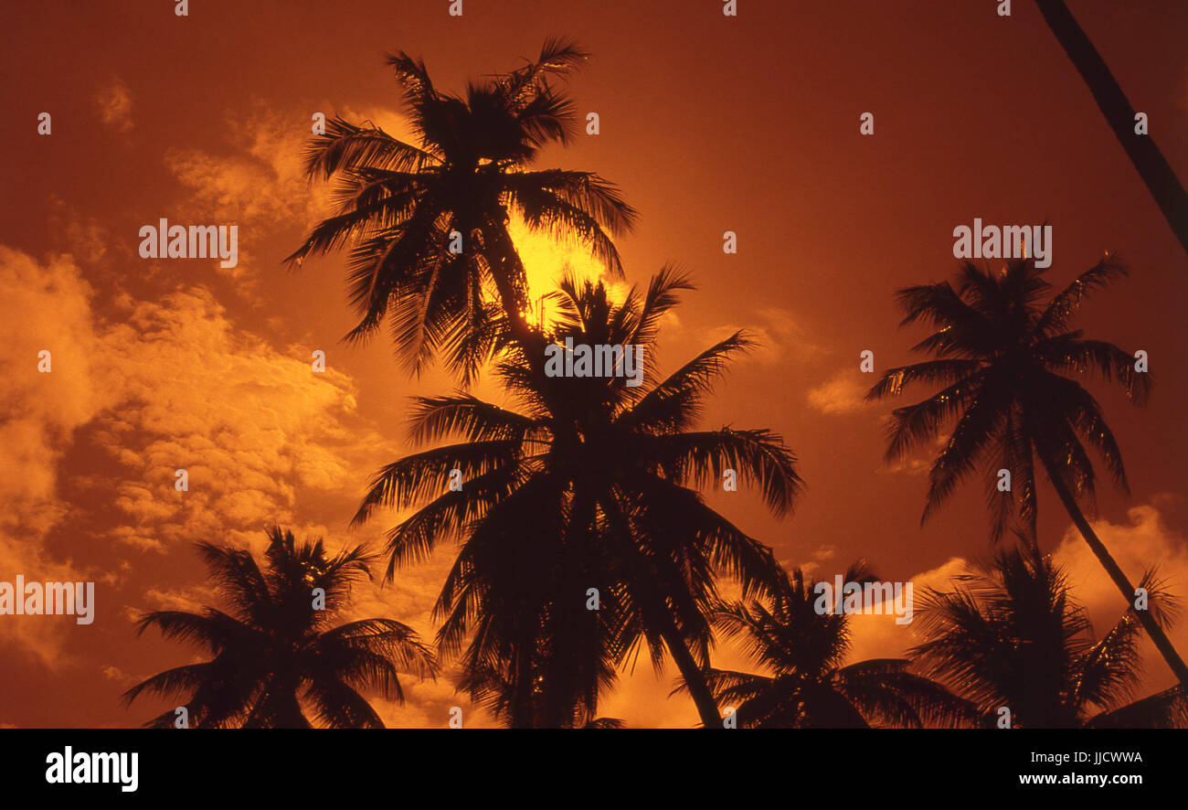 Maria mandioca ", Pernambuco, Brasile Foto Stock