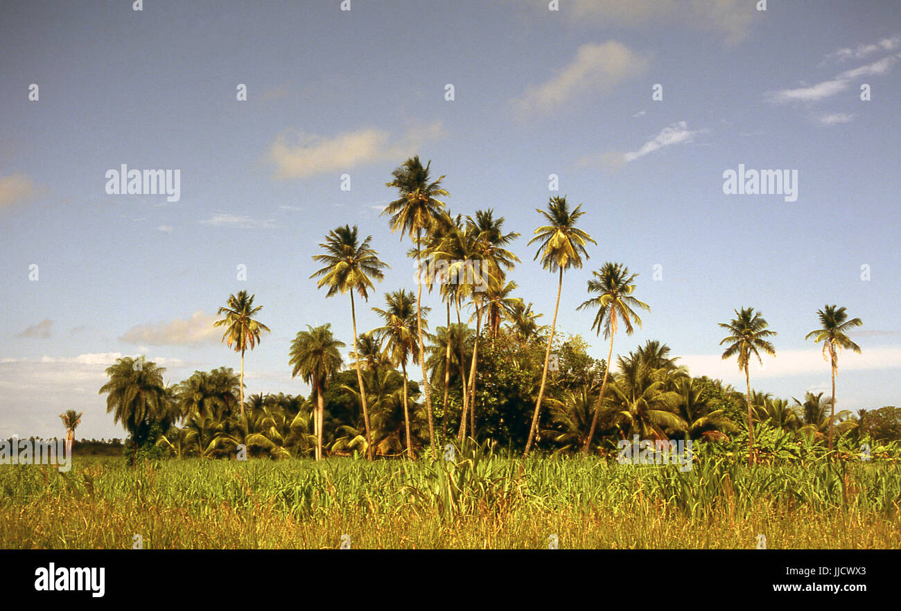 Comune di Ipojuca, Pernambuco, Brasile Foto Stock