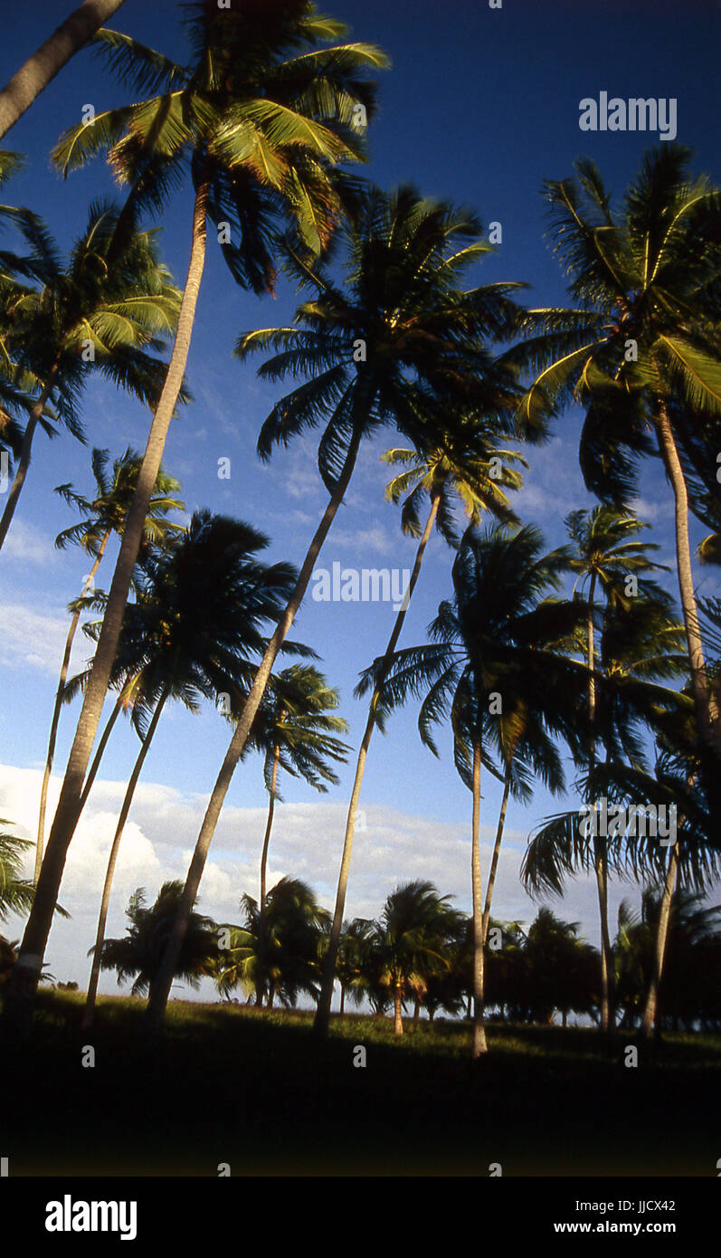 São José da Coroa Grande Beach, Pernambuco, Brasile Foto Stock