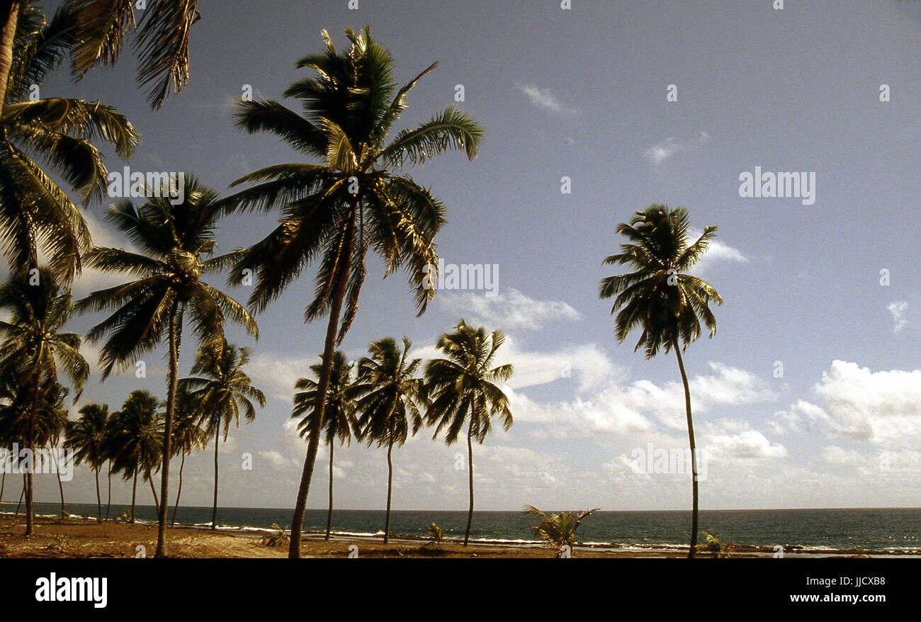 Spiaggia, Porto de Galinhas, Pernambuco, Brasile Foto Stock