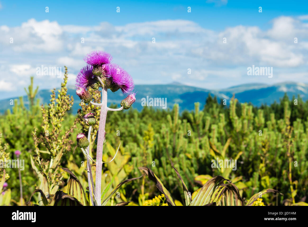 Vista del Snezka dal Labska prato in Monti dei Giganti. Primo piano di una fioritura thistle. I prati, i boschi e le montagne sono visibili in bac Foto Stock