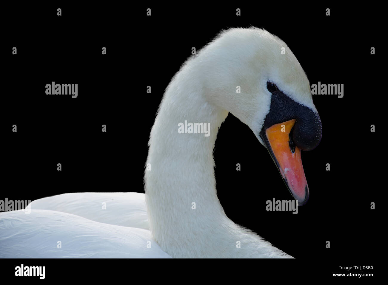 Swan su sfondo nero. Foto Stock