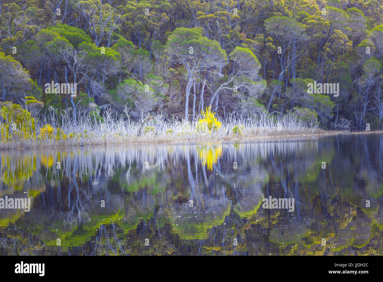Nativo di alberi australiani riflettono splendidamente ancora in acqua. Fiume Wallagaraugh, Croajingolong National Park, Australia Foto Stock