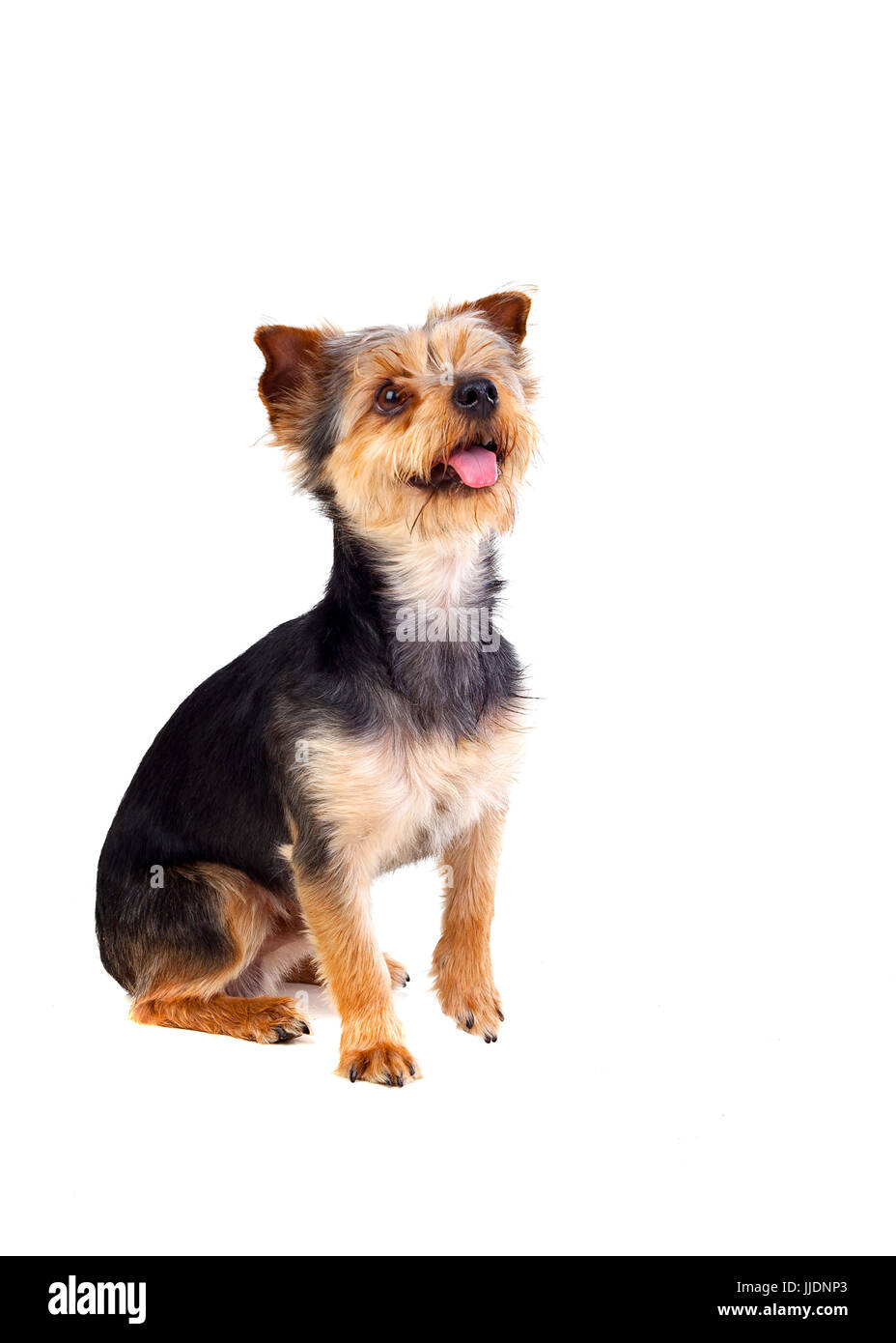 Carino piccolo cane con pelo tagliato sollevando la gamba isolata su uno sfondo bianco Foto Stock